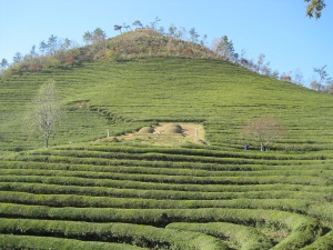 Tea field 